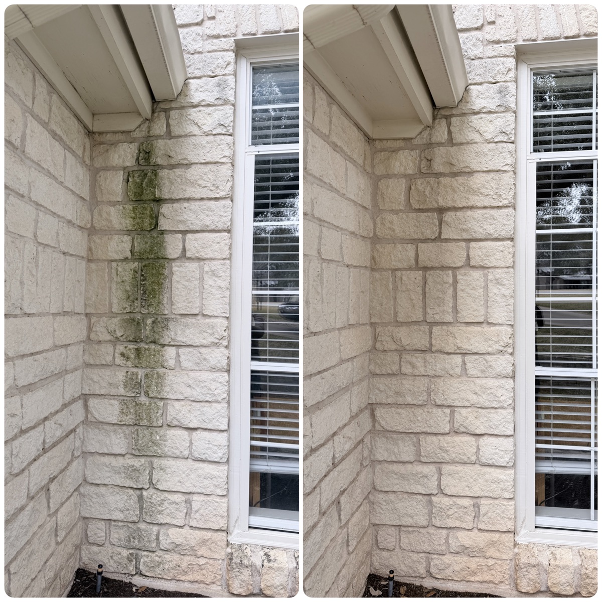 Limestone wall algae removal before and after